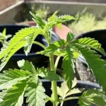 Cultivation of Cannabis Healthy Plants