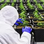 Advantages of Indoor Cannabis Cultivation